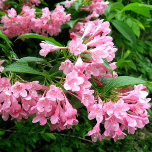 Вейгела цветущая «Розеа» в Корсакове