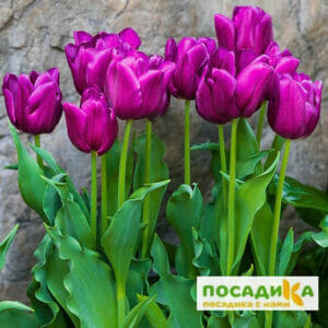 Тюльпан многоцветковый Пурпл Букет в Корсакове