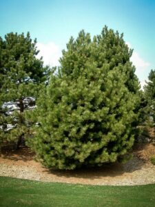 Сосна Чёрная (Pinus Nigra) в Корсакове