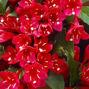 Вейгела цветущая «Ред Принц» в Корсакове
