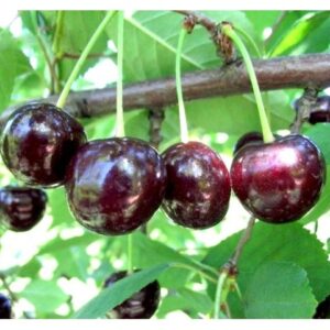 Саженцы вишни — Чудо-вишня в Корсакове