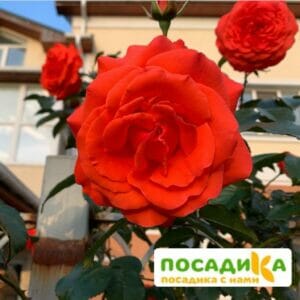 Роза плетистая Майнтауэр в Корсакове
