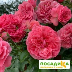 Роза плетистая Розариум Ютерзен в Корсакове